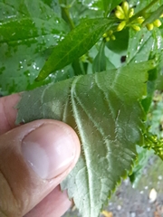 Solidago flexicaulis