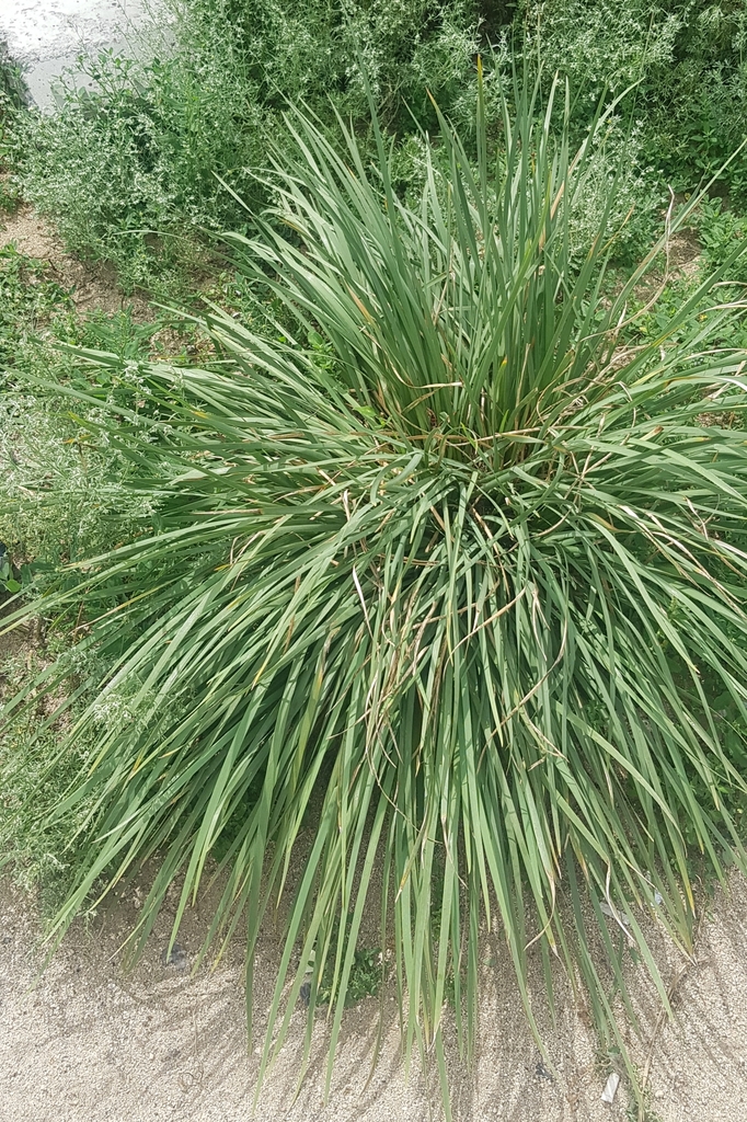 Neotrinia splendens; photograph Urgamal Magsar, CC BY, iNaturalist via GBIF