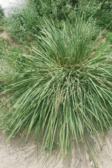 Neotrinia splendens