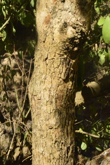 Erythroxylum havanense