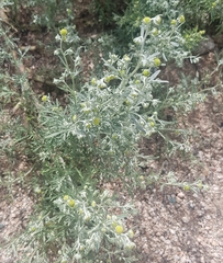 Artemisia sieversiana