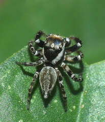 Kalcerrytus