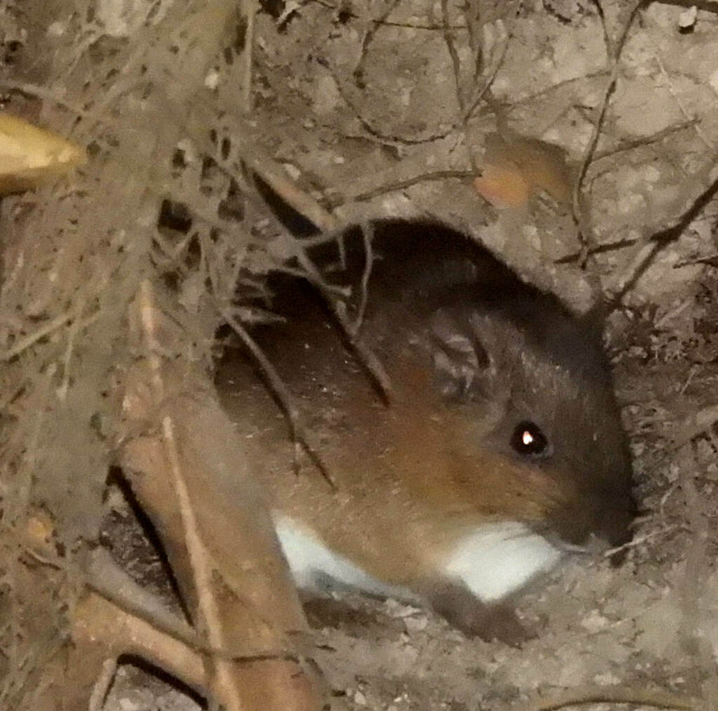 Long-tailed Spiny-rat