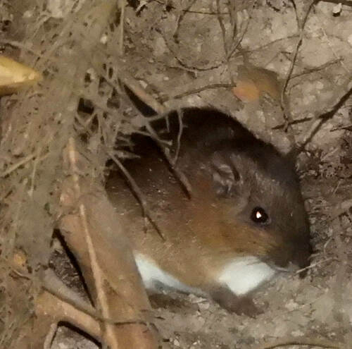 Long-tailed Spiny-rat