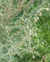 Artemisia sieversiana