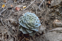 Graptopetalum sinaloensis