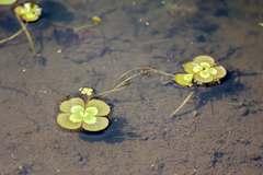 Marsilea mutica