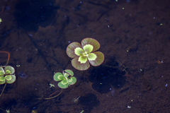 Marsilea mutica