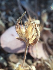 Cordylanthus nidularius