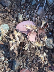 Cordylanthus nidularius