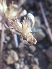 Cordylanthus nidularius