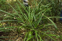 Bromelia hemisphaerica