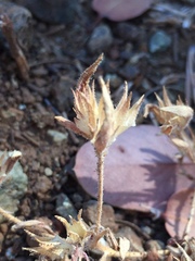 Cordylanthus nidularius