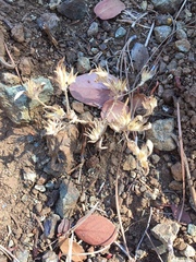 Cordylanthus nidularius