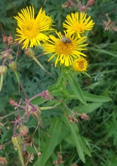 Pentanema britannica