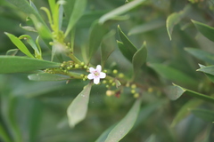 Myoporum montanum