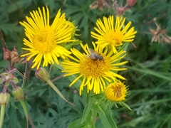 Pentanema britannica