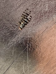 Pseudotephritina