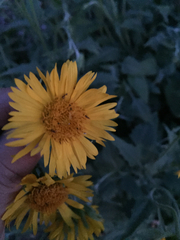 Verbesina encelioides