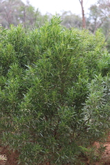 Myoporum montanum