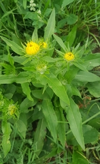 Pentanema britannica