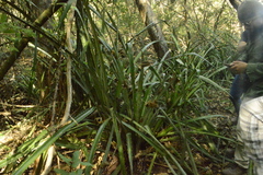 Bromelia hemisphaerica