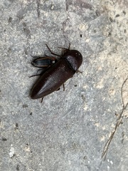 Elaterini