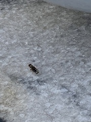 Pseudotephritina