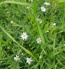 Stellaria dichotoma