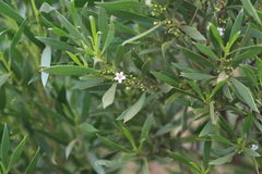 Myoporum montanum