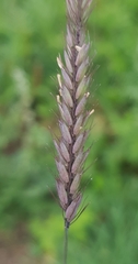 Hordeum brevisubulatum