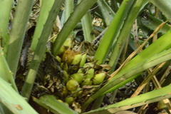 Bromelia hemisphaerica