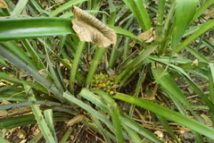 Bromelia hemisphaerica