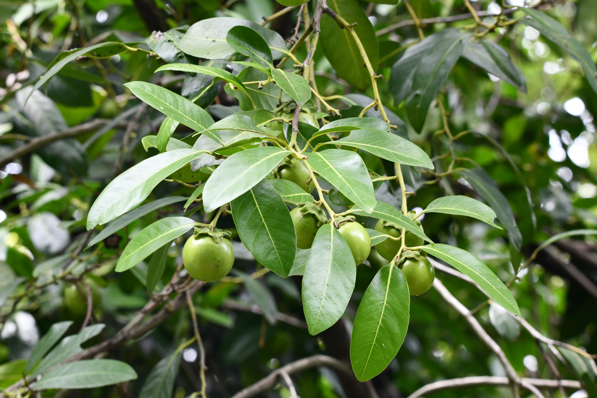 Diospyros Nigra (J.F.Gmel.) Perr.