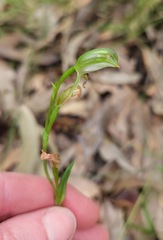Pterostylis longifolia