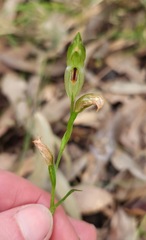 Pterostylis longifolia