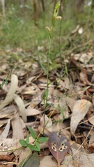 Pterostylis longifolia