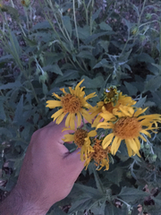 Verbesina encelioides