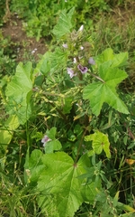 Malva verticillata