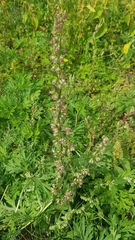 Artemisia integrifolia
