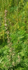 Artemisia integrifolia