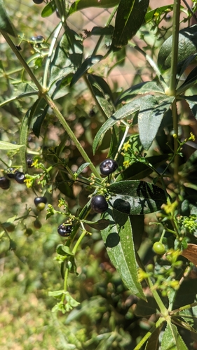 Image of Rubia tinctorum by (c) Darrin Gobble, some rights reserved (CC BY)