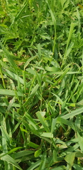 Elymus sibiricus