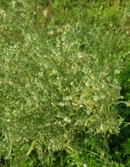 Artemisia sieversiana
