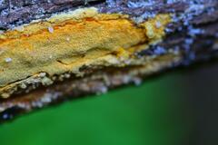 Gloeoporellus merulinus