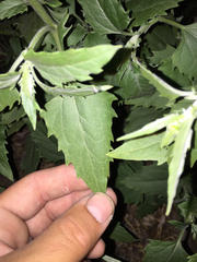 Verbesina encelioides