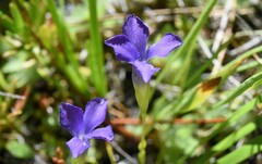 Gentianopsis simplex