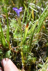 Gentianopsis simplex