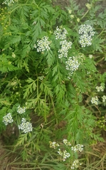 Sphallerocarpus gracilis