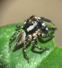 Kalcerrytus